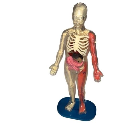 SmartLab Multicolor 29Pcs Educational Squishy Human Body Anatomy Model Kit 12" - Picture 4 of 9